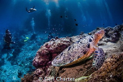 This image was taken on a dive at Sipadan marine reserve.... by Carl Charter 